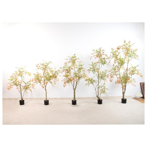 南天竹F(老桩款） 160cm