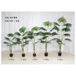 蒲葵 120cm