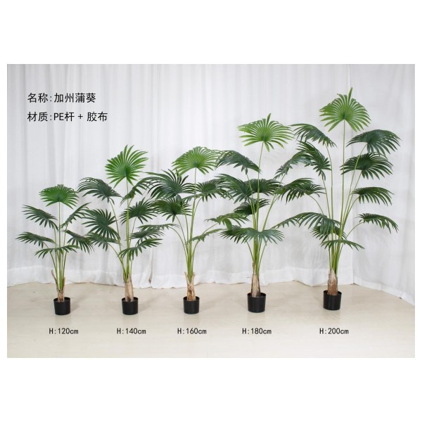 蒲葵 180cm