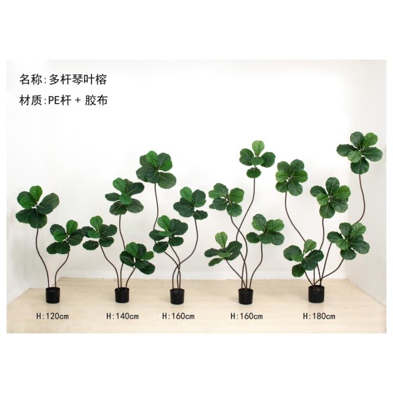 琴叶榕D多杆 160cm