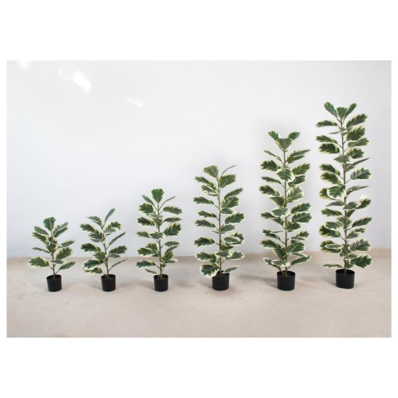 琴叶榕E(单杆拆分） 150CM