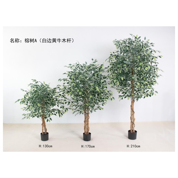 榕树A（白边黄牛木杆） 170cm