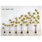 洒金榕A（黄色） 100cm