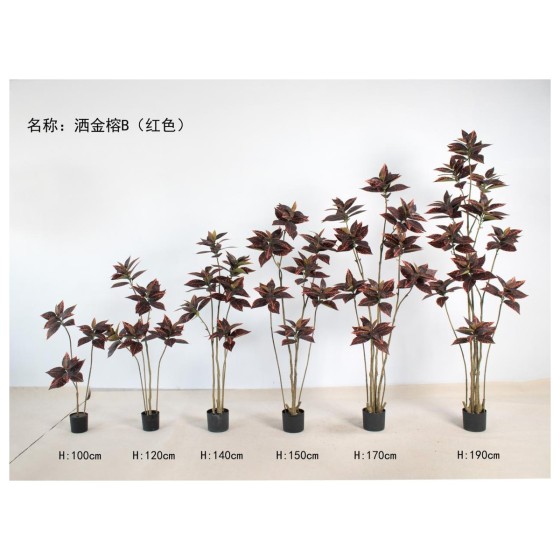 洒金榕B（红色） 170cm