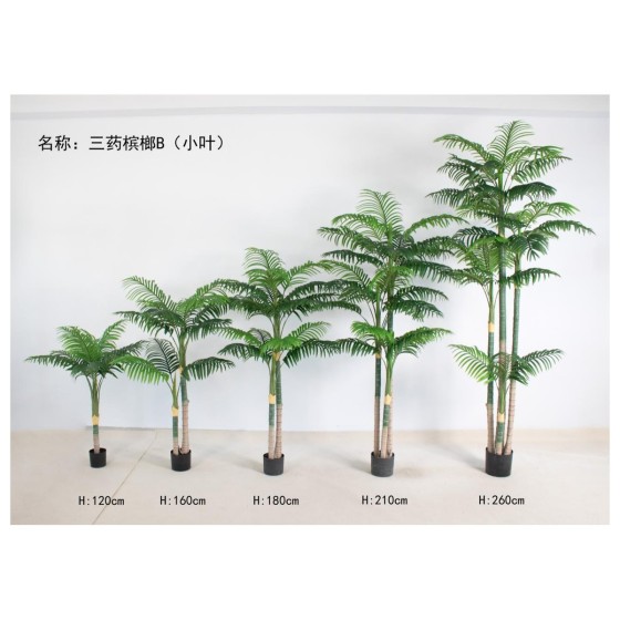 三药槟榔B（小叶） 180cm2杆