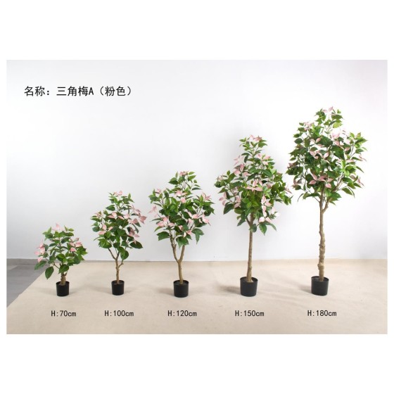 三角梅A（粉色） 70cm