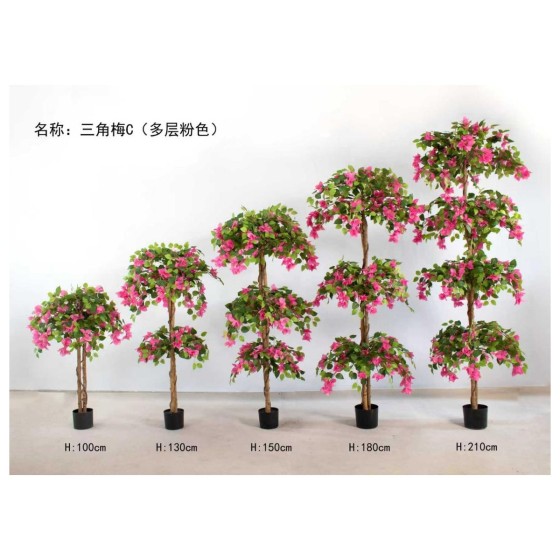 三角梅C(多层粉色） 100cm