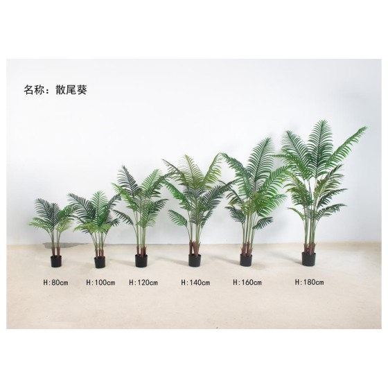 散尾葵（网格红裤子） 100cm