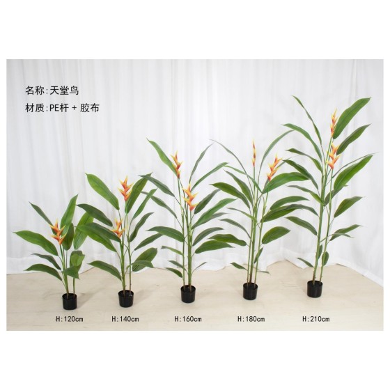 天堂鸟(拆分款） 160cm