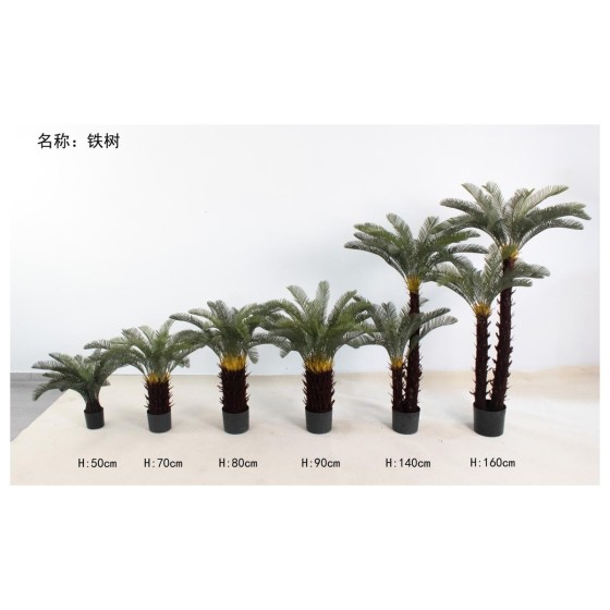 铁树 80cm