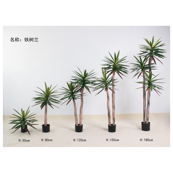 铁树兰A（红尖） 180三杆
