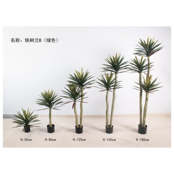 铁树兰B（绿色） 80cm单杆