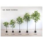 橡皮树B(拆分款白边） 150cm