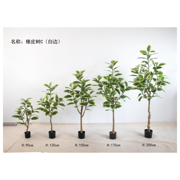 橡皮树C(白边） 90cm三头
