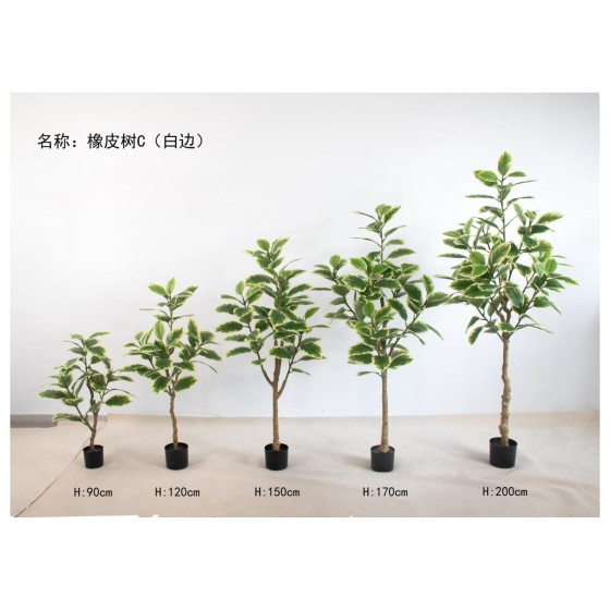 橡皮树C(白边） 150cm4头