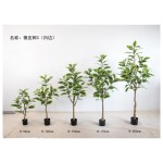 橡皮树C(白边） 200cm8头