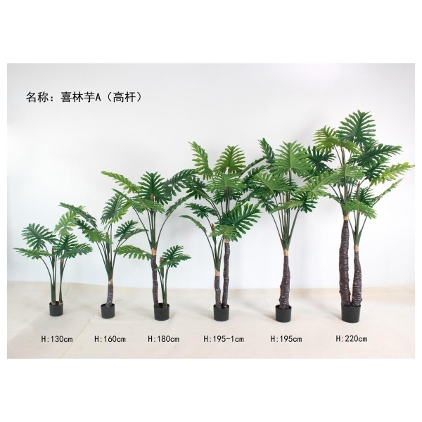 喜林芋A(高杆) 145cm单杆