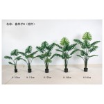 喜林芋B（粗杆） 145cm