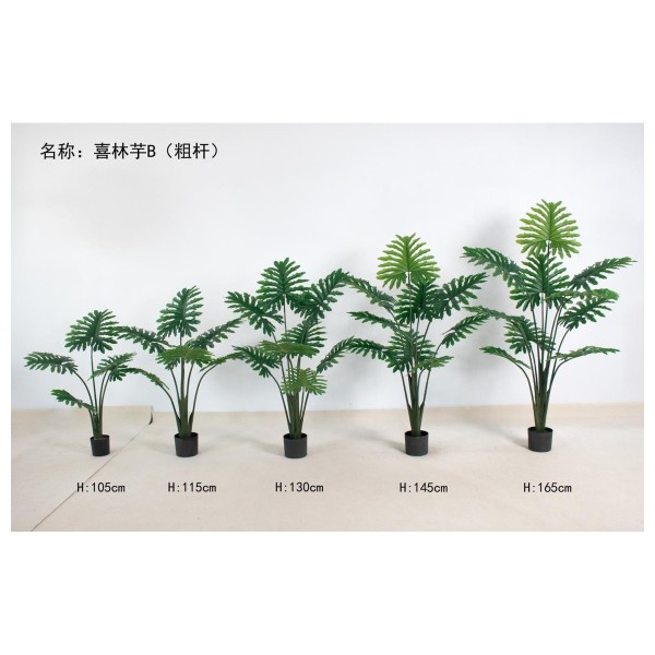喜林芋B（粗杆） 145cm