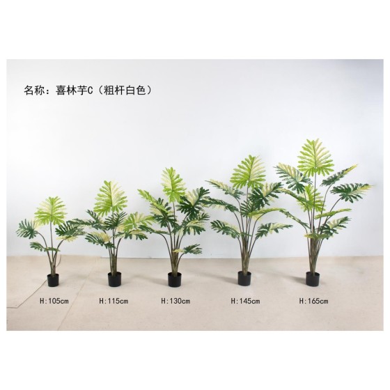 喜林芋C（粗杆白色） 165cm