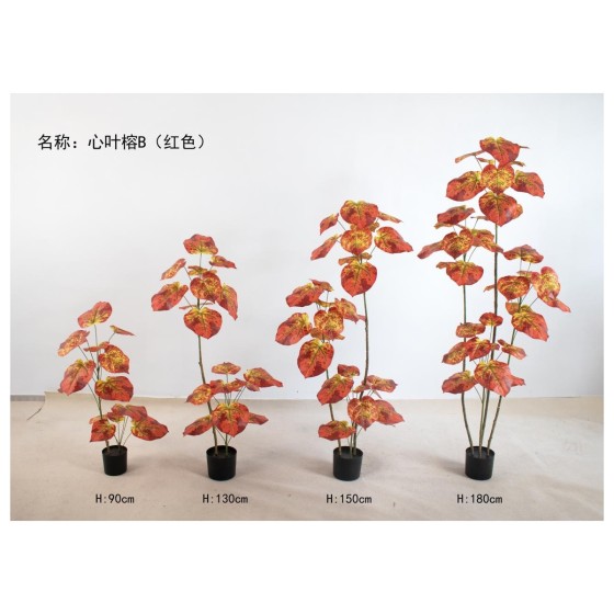 心叶榕B(多杆红色) 70CM单头