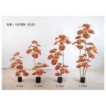 心叶榕B(多杆红色) 150cm3头