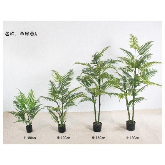 鱼尾葵(绿色杆子) 80cm