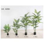 鱼尾葵(绿色杆子) 120cm