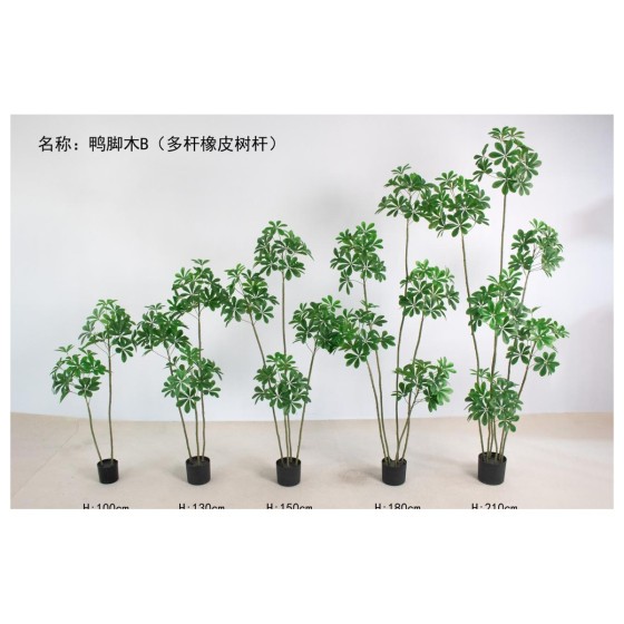 鸭脚木B（多杆橡皮树杆） 130cm