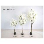 樱花C（白色） 180cm