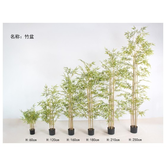 竹盆 160cm