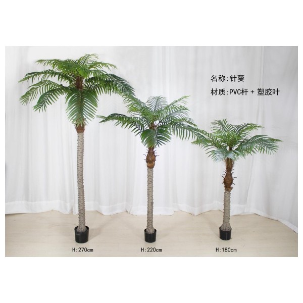 针葵A（长叶） 310cm
