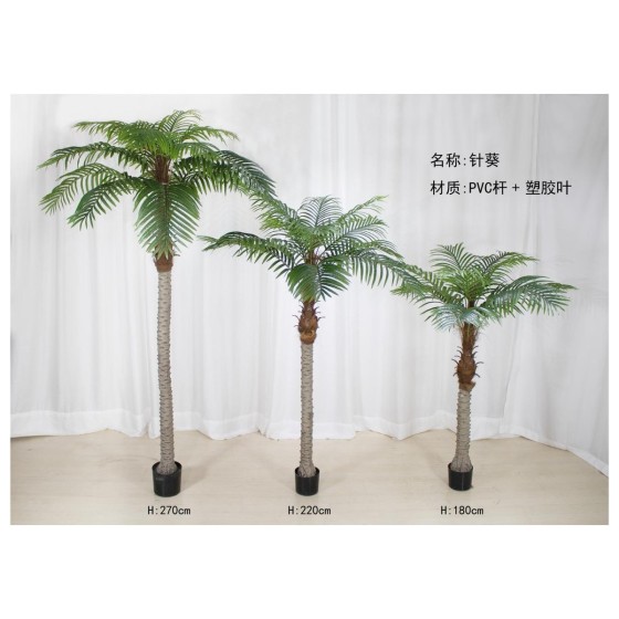 针葵A（长叶） 350cm