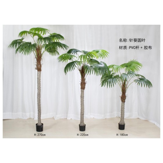 针葵B(圆叶) 310cm
