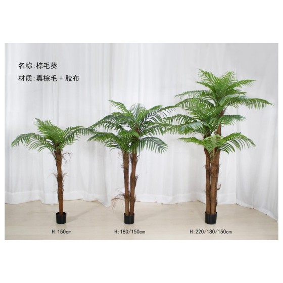 棕毛葵A（大叶） 150cm