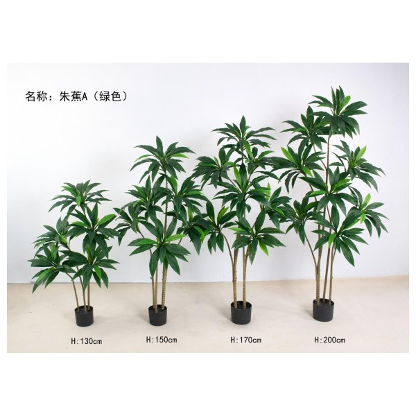 朱蕉A朱蕉(绿色) 200cm