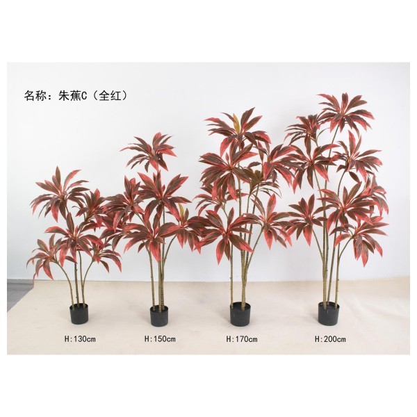 朱蕉C(全红) 200cm
