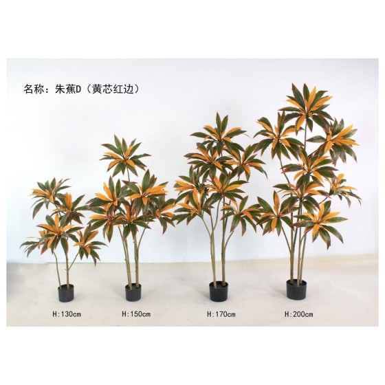 朱蕉D(黄芯红边) 170cm