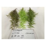 5叉69目金丝竹