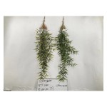 5叉75目金丝竹
