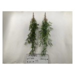 5叉75目香芹草