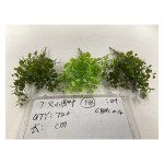 7叉22目金钱草