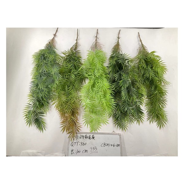 5叉69目散尾葵