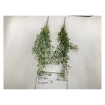 5叉75目九里香
