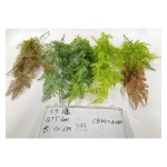 5叉藤