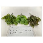 7叉21目大龟背