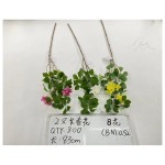 2叉长春花