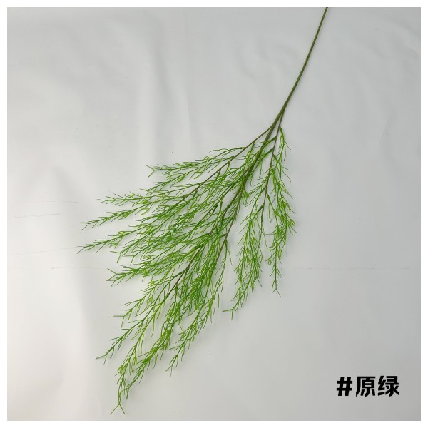 天门冬