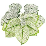 白锦花烛