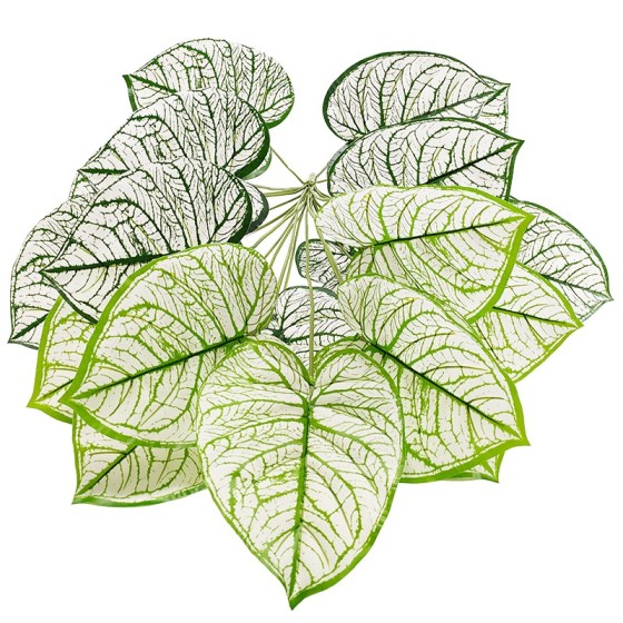 白锦花烛